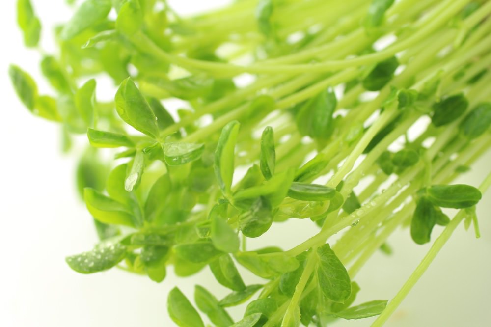 野菜から摂る栄養素~葉酸~