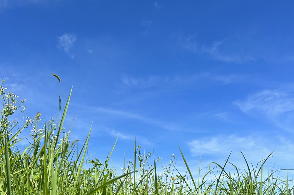 夏は熱い物が腹の薬2024
