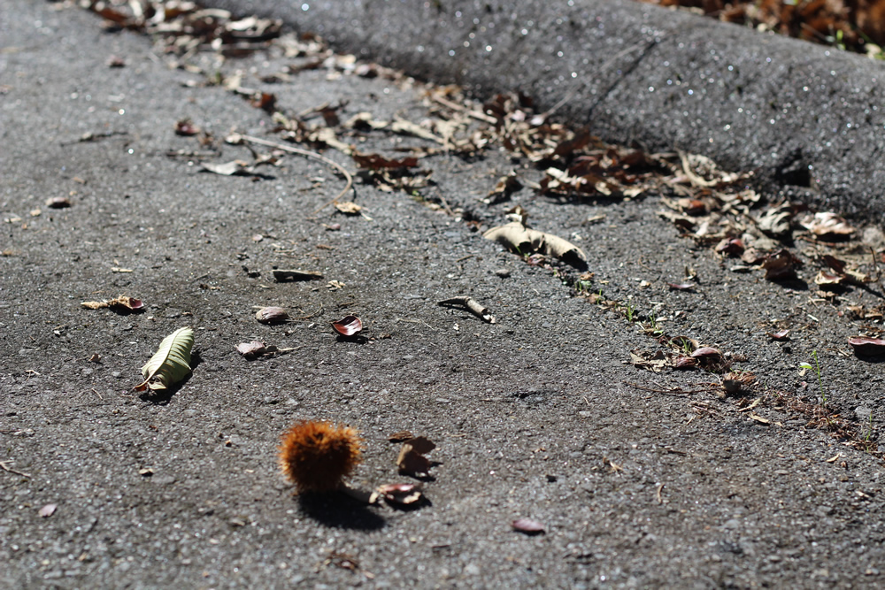 吐き気止めに生姜2025